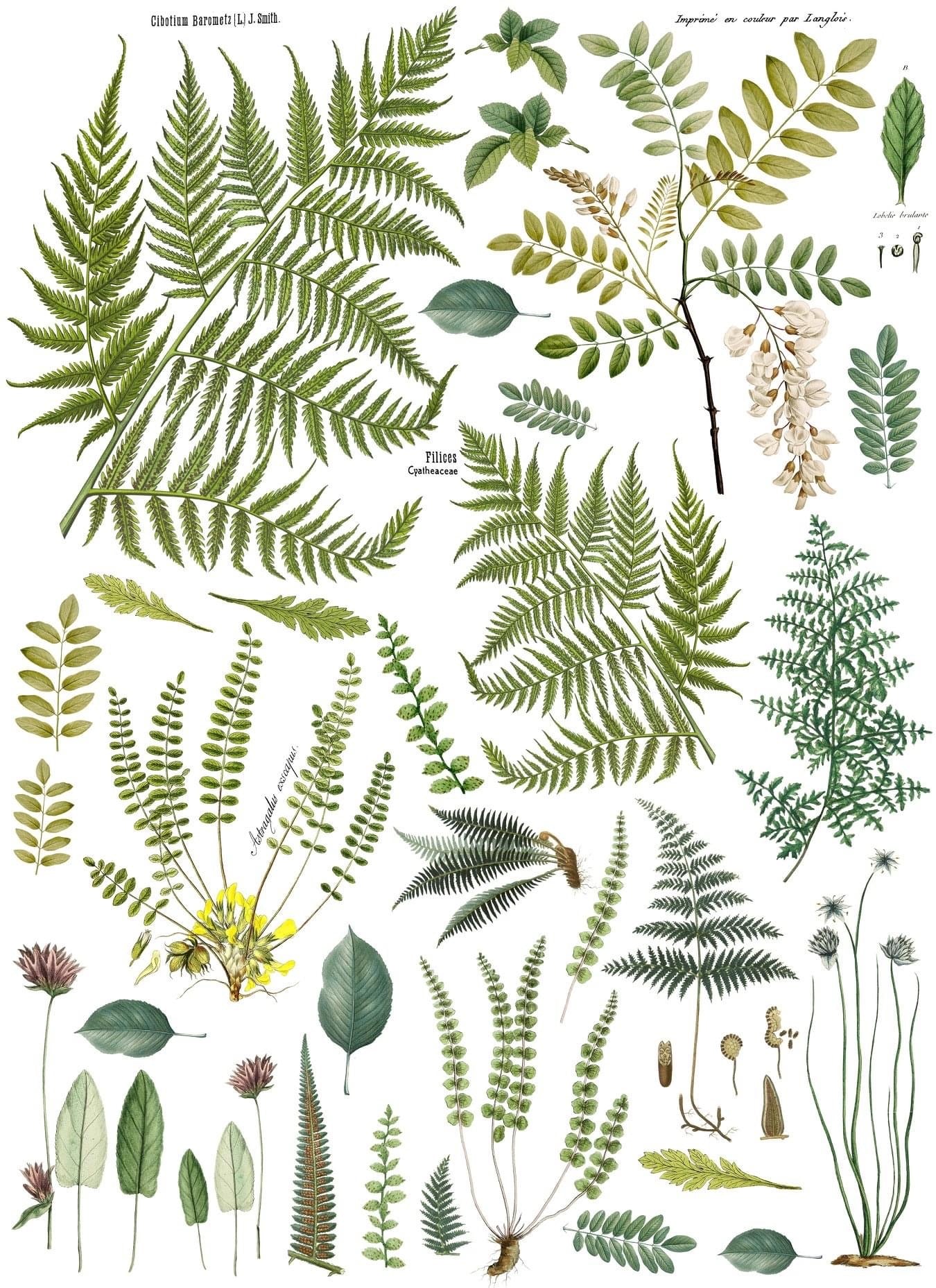 Fronds Botanical 24 x 33 Decor Transfer